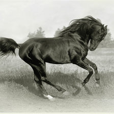 Оригинал схемы вышивки «лошадь» (№197693)