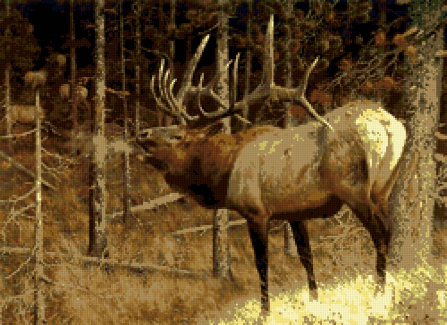 олень - лес, осень, олень - предпросмотр