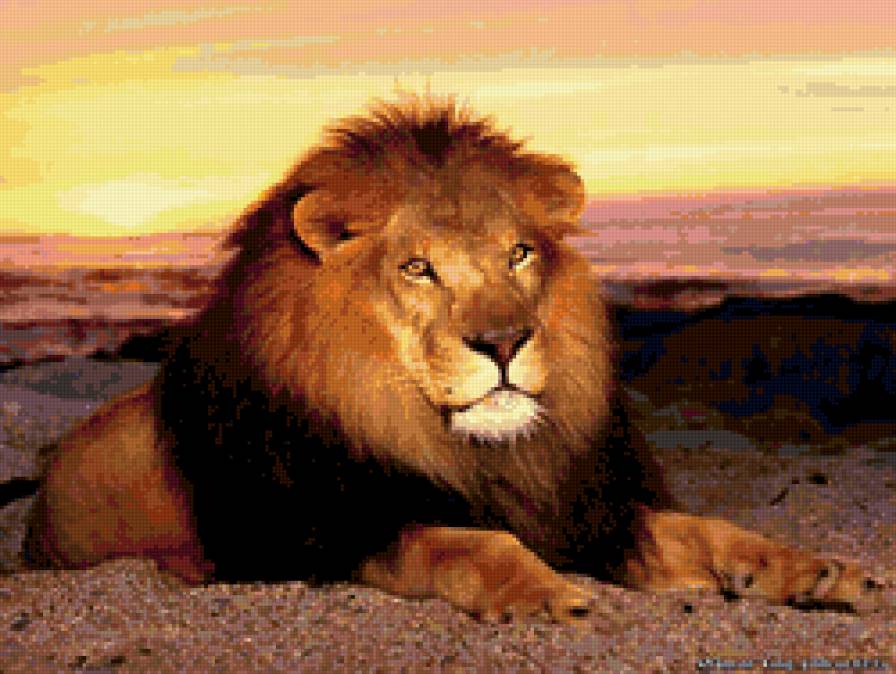 Лев - животные, кошки, хищник - предпросмотр