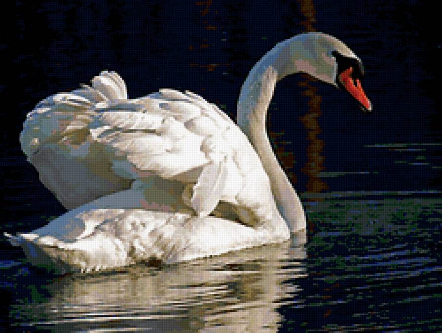 Лебедь - лебеди, птицы - предпросмотр