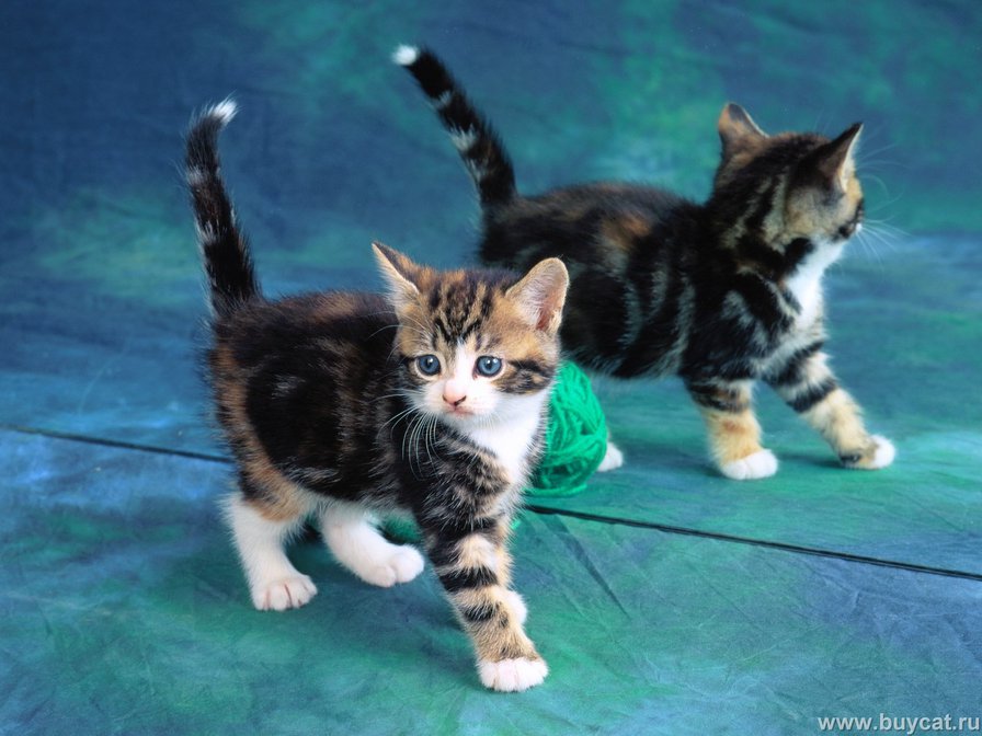 серия "кошки" - котята - оригинал