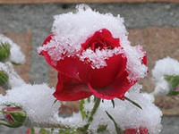 Схема вышивки «19»