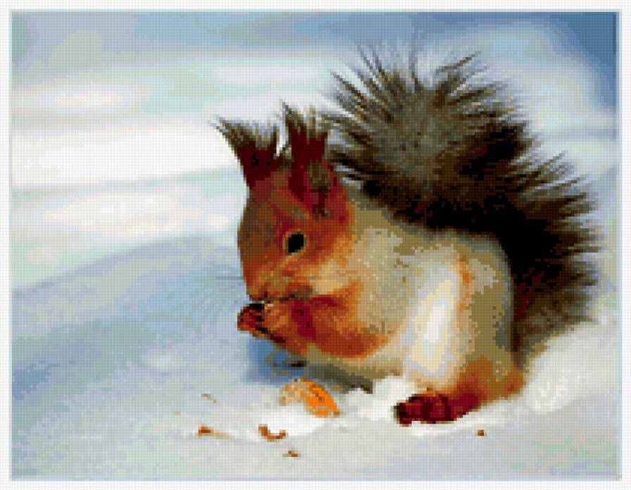 Белочка на снегу - белка, животные, снег - предпросмотр