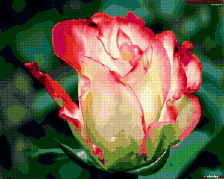 роза - предпросмотр