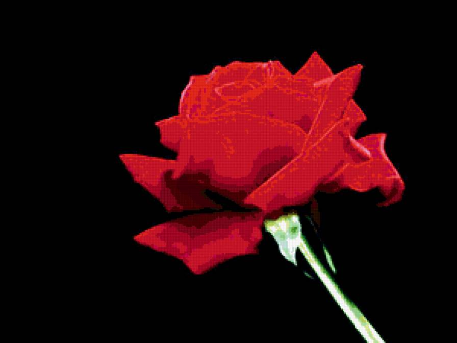 роза - предпросмотр