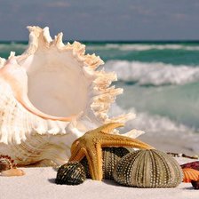 Схема вышивки «морские подарки»