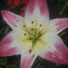 Схема вышивки «лилия 2»