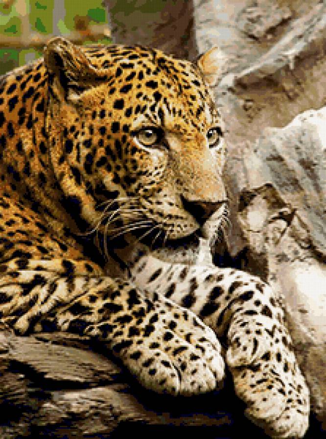 Леопард - животные, дикие хищные кошки, хищник, леопард - предпросмотр