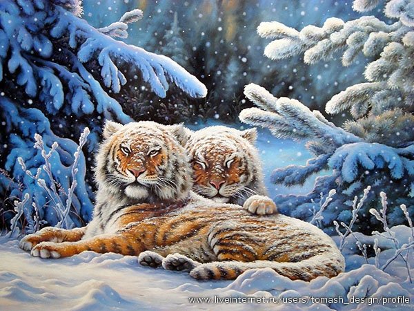 тигр - тигры, хищники, кошки, животные, зима, природа - оригинал