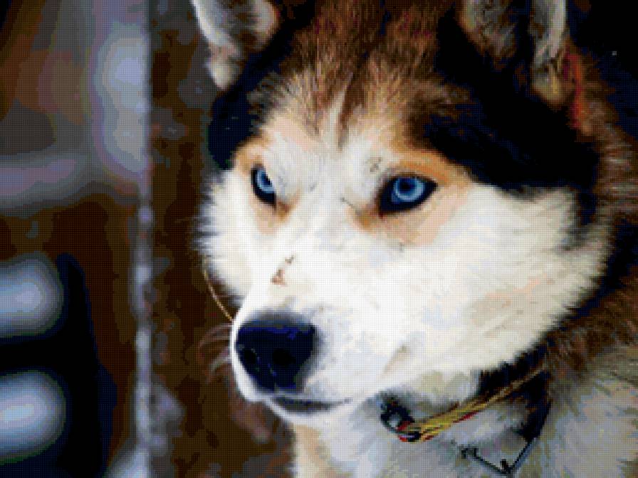 хаски - животное, хаски, собака - предпросмотр