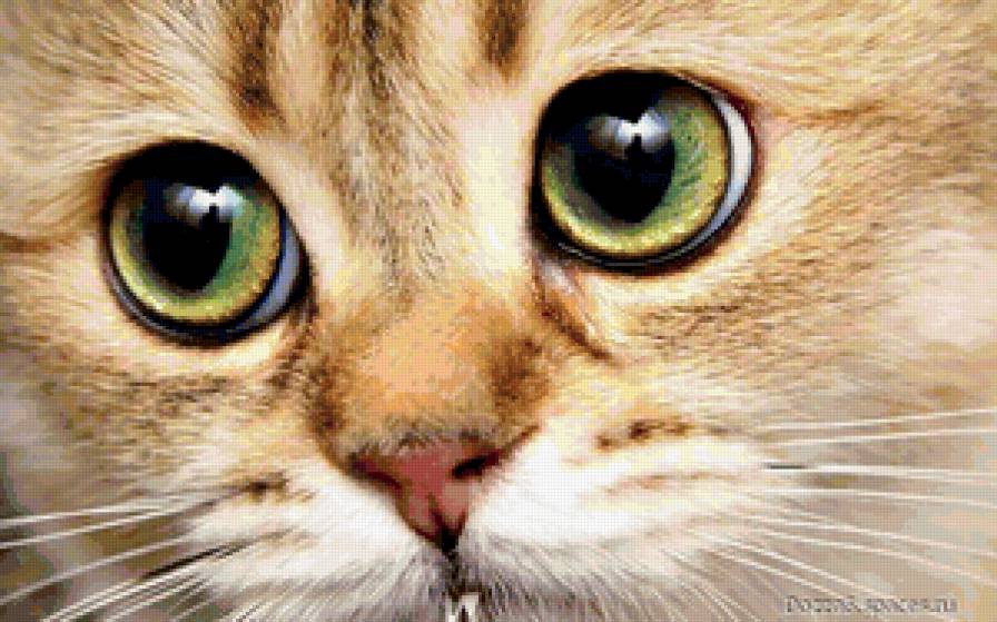 котенок2 - кошка, животное, котенок - предпросмотр