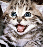 котенок1 - кошка, котенок, животное - оригинал