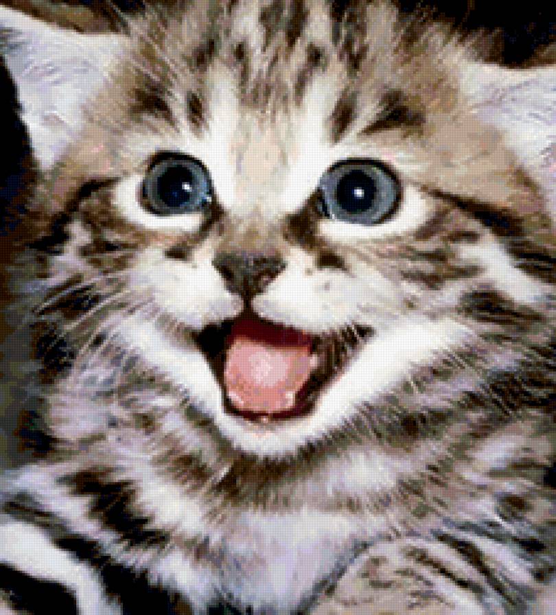 котенок1 - котенок, животное, кошка - предпросмотр