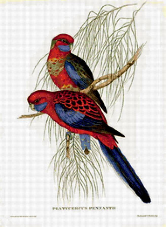 серия "птицы" - птицы.попугаи - предпросмотр