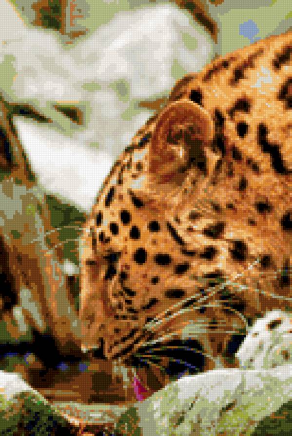 леопард - кошка, леопард - предпросмотр