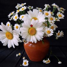 Схема вышивки «№199976»