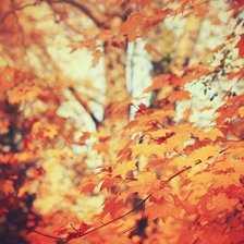 Схема вышивки «№199977»