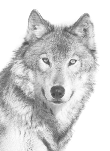 Волк - лесной, серый, зверь, черно-белый, хищник, волк - оригинал