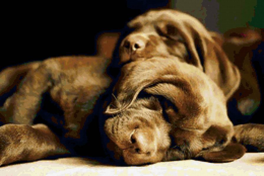 сонное царство - собаки - предпросмотр