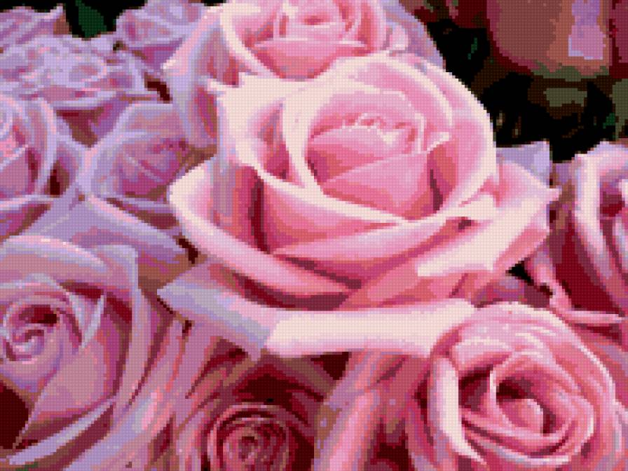 розовые розы - цветы, розы, букет - предпросмотр