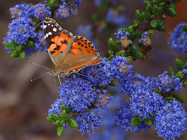 Бабочка в цветах - бабочка, сирень, цветы - оригинал