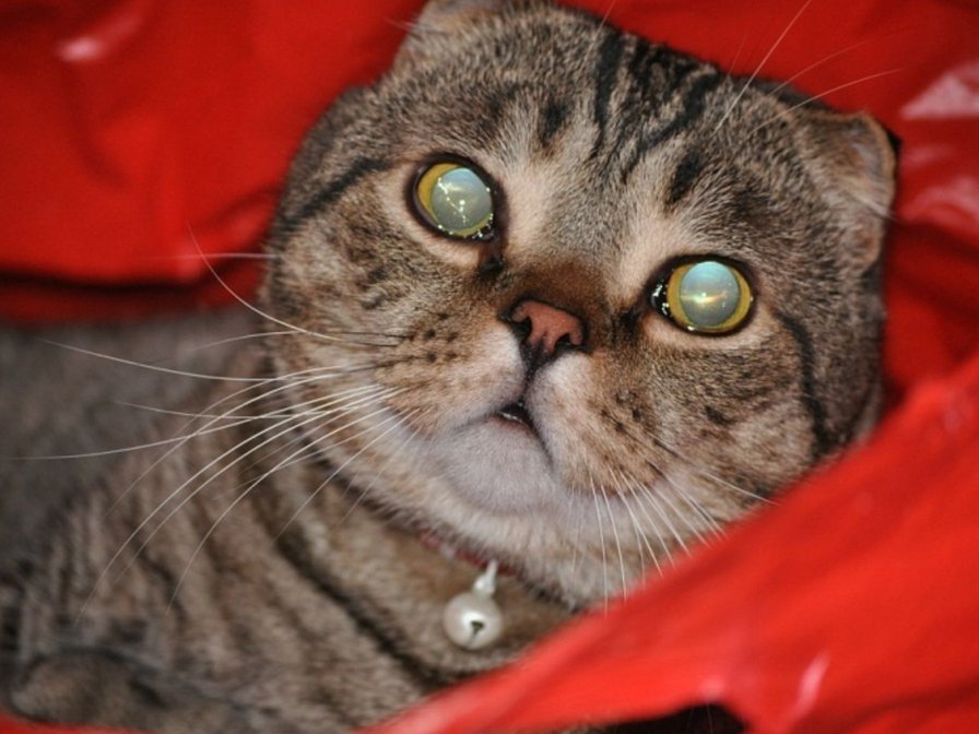 Кот барсик - животные - оригинал