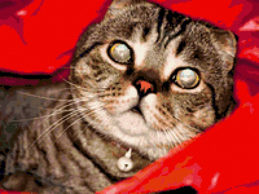 Кот барсик - животные - предпросмотр