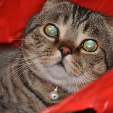 Схема вышивки «Кот барсик»