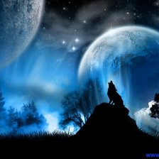волк на луну
