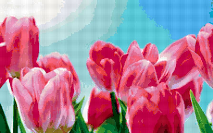 Тюльпаны - цветы, тюльпаны, букет - предпросмотр