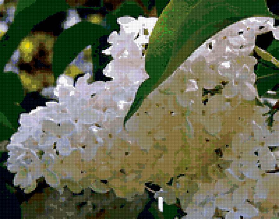 Белая сирень - сирень, цветы - предпросмотр