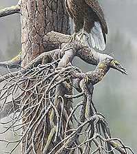 Схема вышивки «№201368»