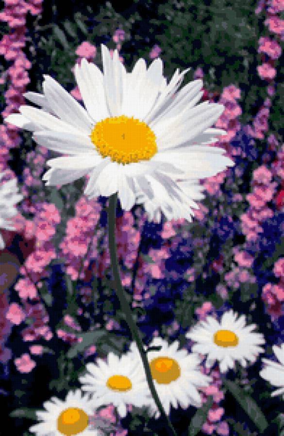 ромашка в саду - предпросмотр