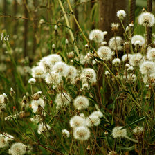 Схема вышивки «№202119»