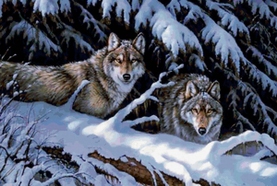 Волки в зимнем лесу - дикое животное, зимний лес, волк, лес - предпросмотр