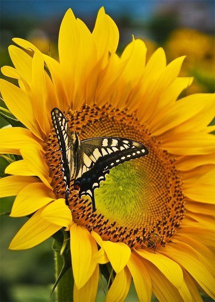 №203109 - цветы - оригинал