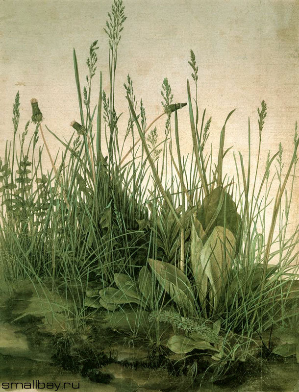 Альбрехт Дюрер.Куст травы. - растения, пейзаж, цветы., природа - оригинал