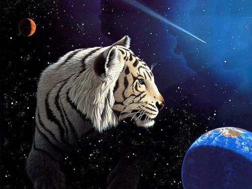 Тигр - тигры - оригинал