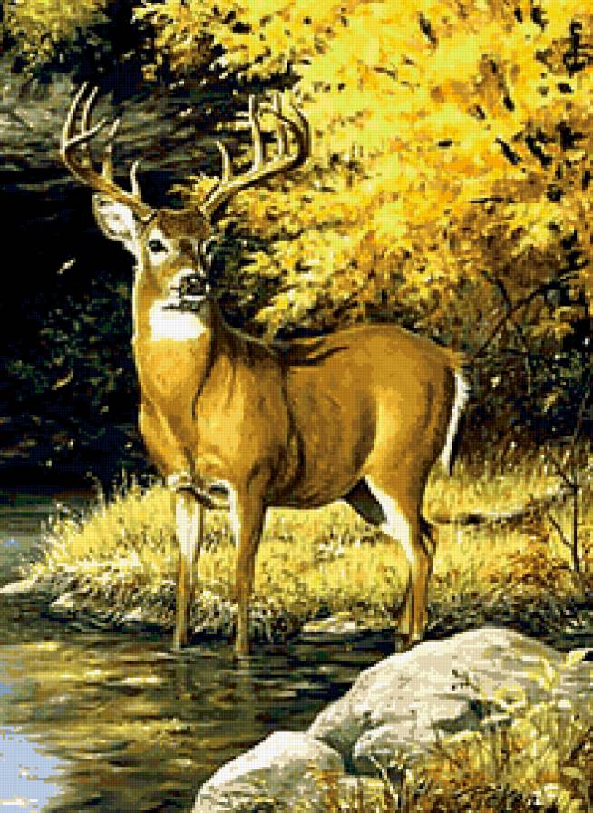 Благородный олень - лес, олень, осень - предпросмотр
