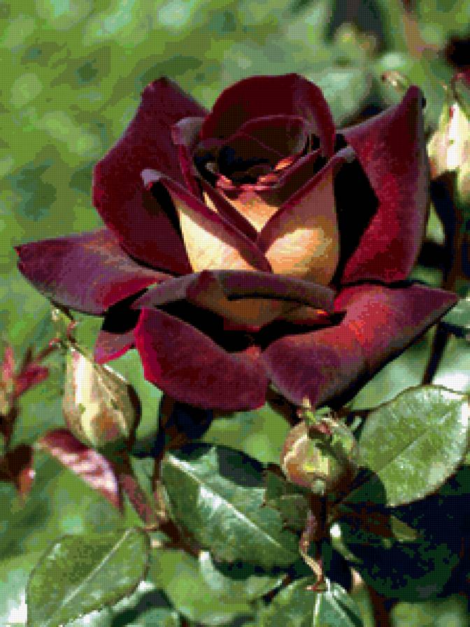 роза - цветы, роза, сад - предпросмотр