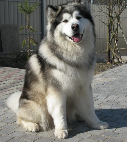 Маламут - животные, собаки, хаски - оригинал