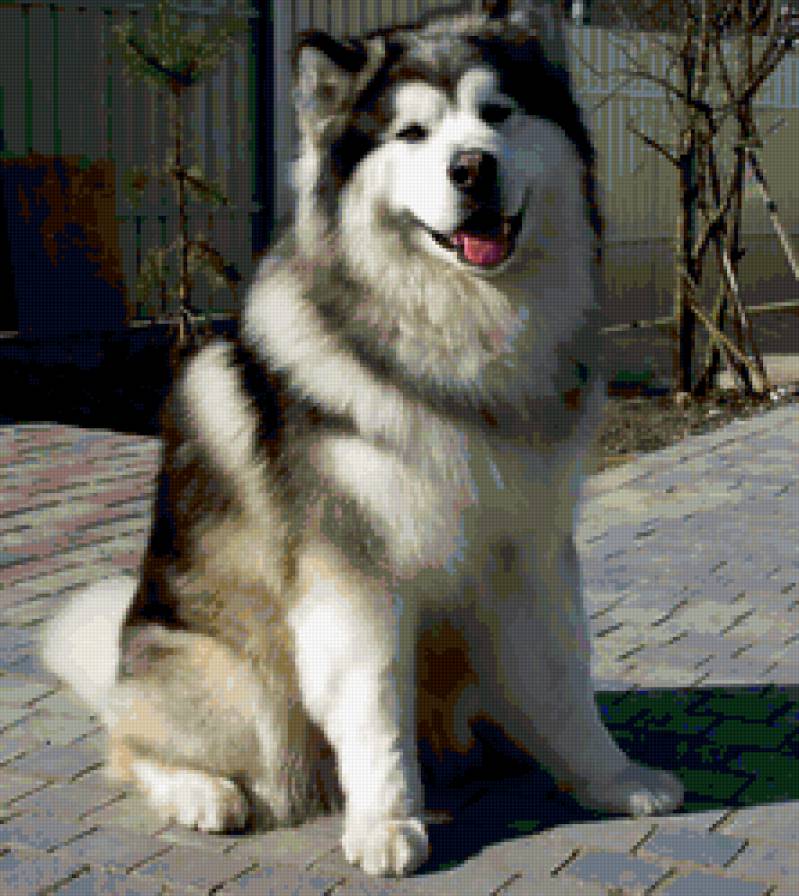 Маламут - хаски, животные, собаки - предпросмотр