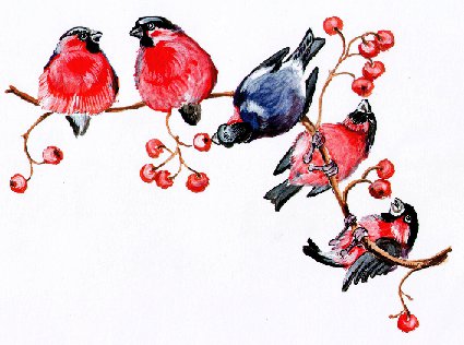Снегири - ветка, рябина, снегирь, природа, снегири, ягодка, ягодки, птицы - оригинал