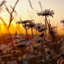 Схема вышивки «№203539»