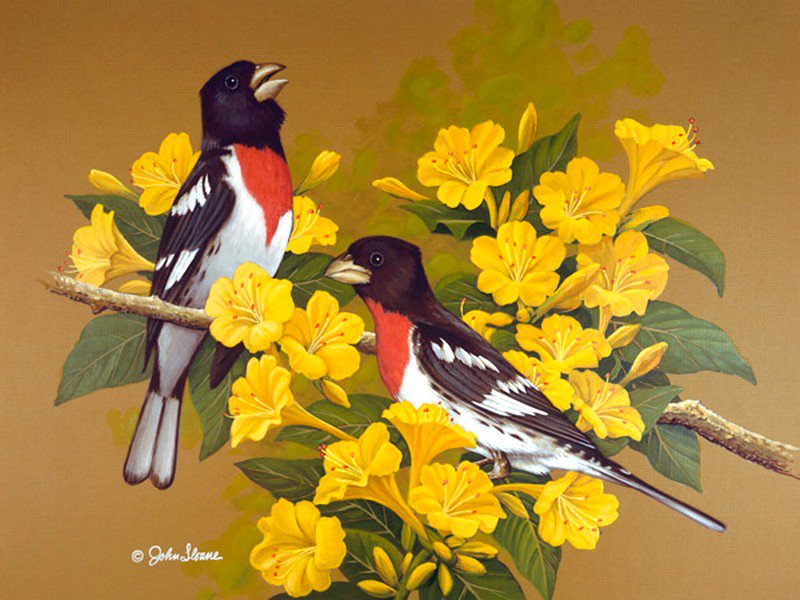 Серия : Птицы - птицы - оригинал