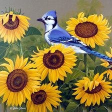 Серия : Птицы