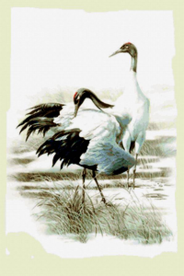 Серия : Птицы - предпросмотр