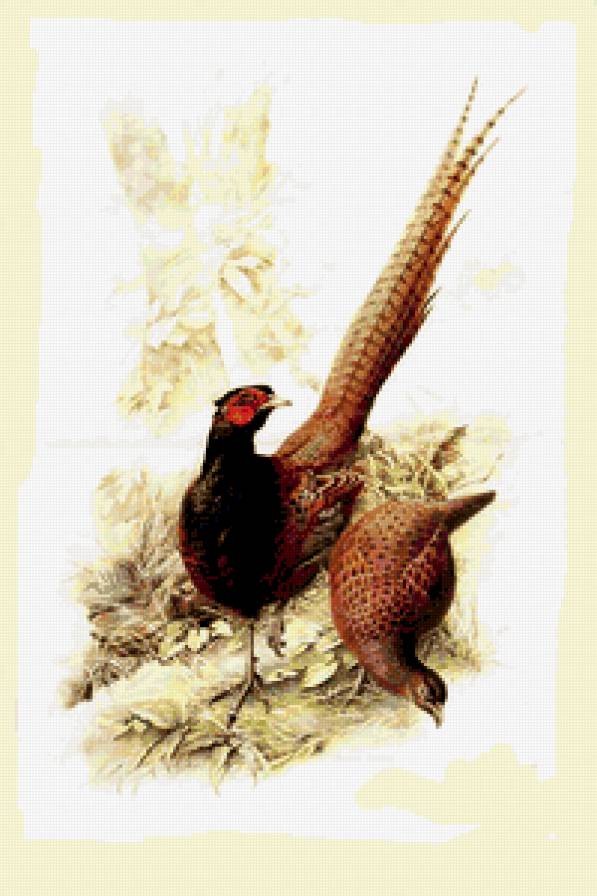 Серия : Птицы - предпросмотр