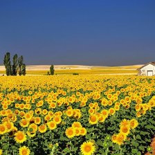 Схема вышивки «подсолнухи»