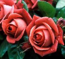 Схема вышивки «розы»